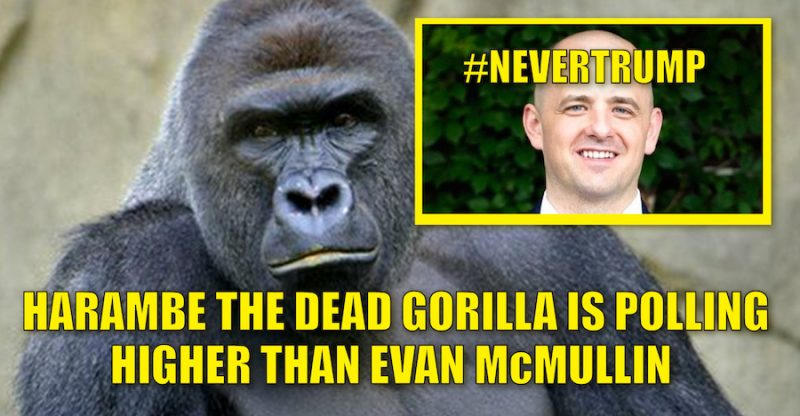 Harambe polled higher than Evan McMullin
